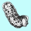 Dendrodoris