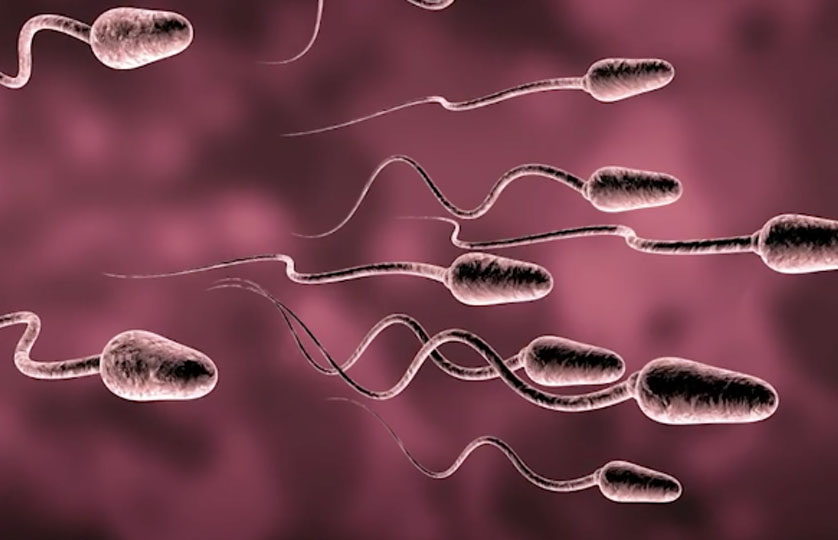 Western Men's Sperm Count Is Declining-Science Says