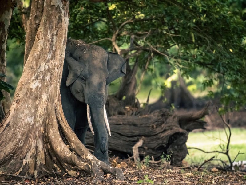 Wildlife Wonders of Sri Lanka: Where Nature Comes Alive