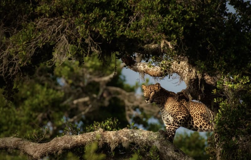  Wild Wonders of Ceylon