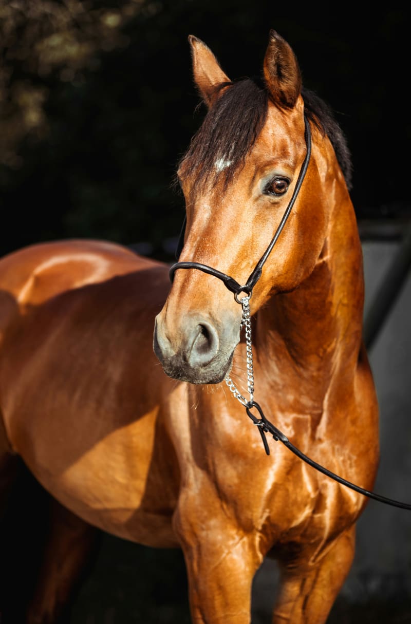 Veterinarian examining a horse during clinical assessment