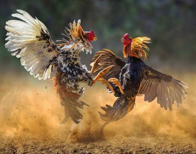 SV388 - Situs Resmi Sabung Ayam Online Terpercaya 