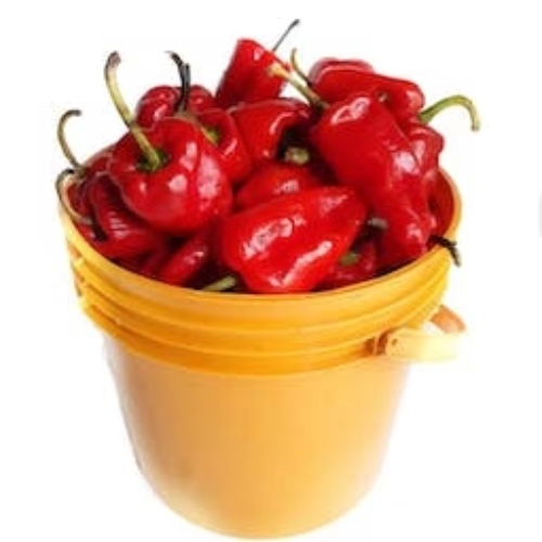 Paint bucket of Pepper image 1