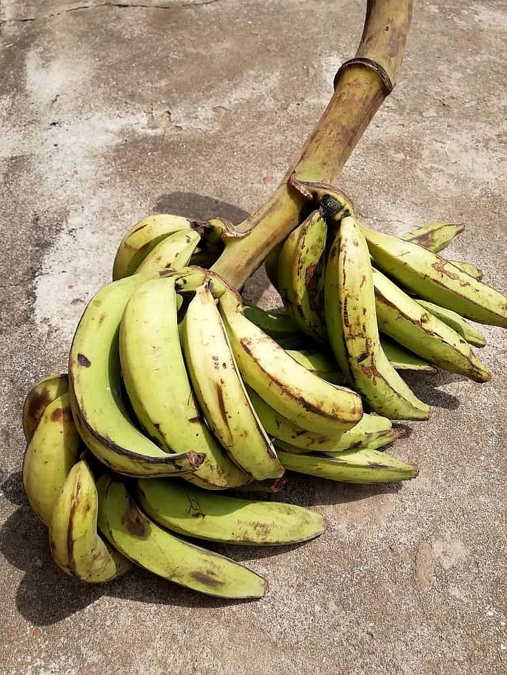 1 Bunch of plantain image 1