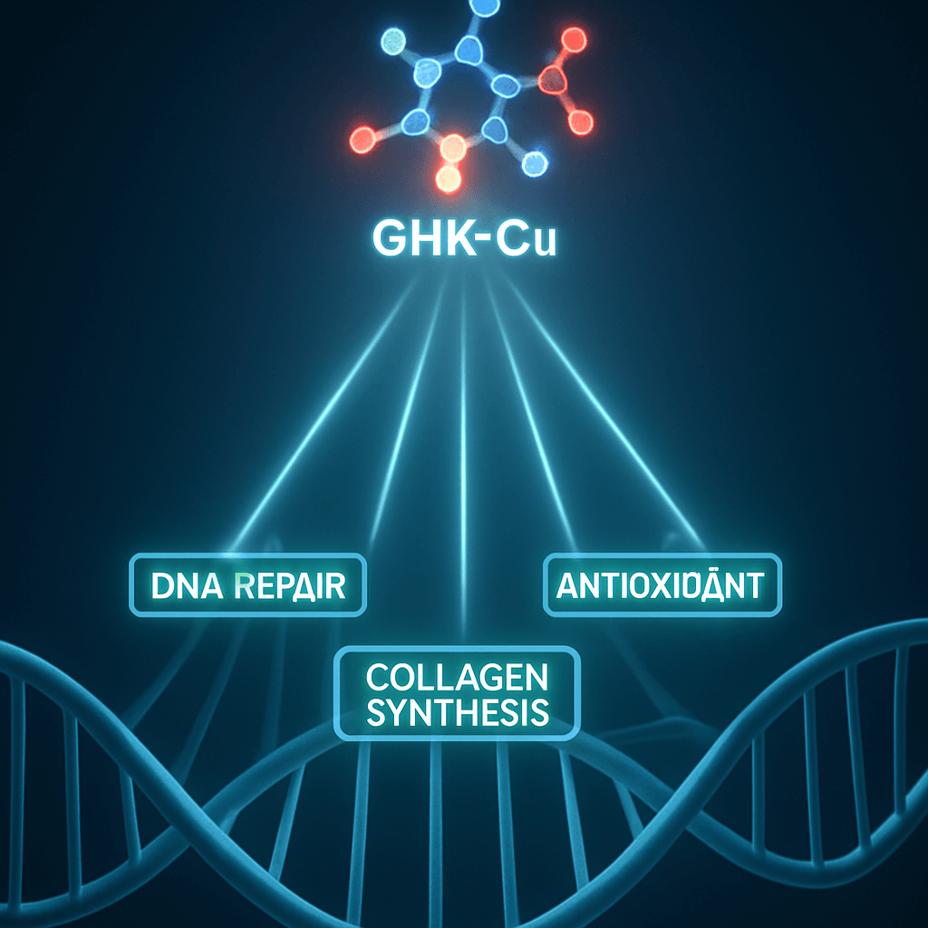 An abstract illustration of the GHK-Cu molecule acting as a master switch, activating beneficial genes for DNA repair, antioxidant production, and collagen synthesis on a DNA strand. An abstract illustration of the GHK-Cu molecule acting as a master switch, activating beneficial genes for DNA repair, antioxidant production, and collagen synthesis on a DNA strand.