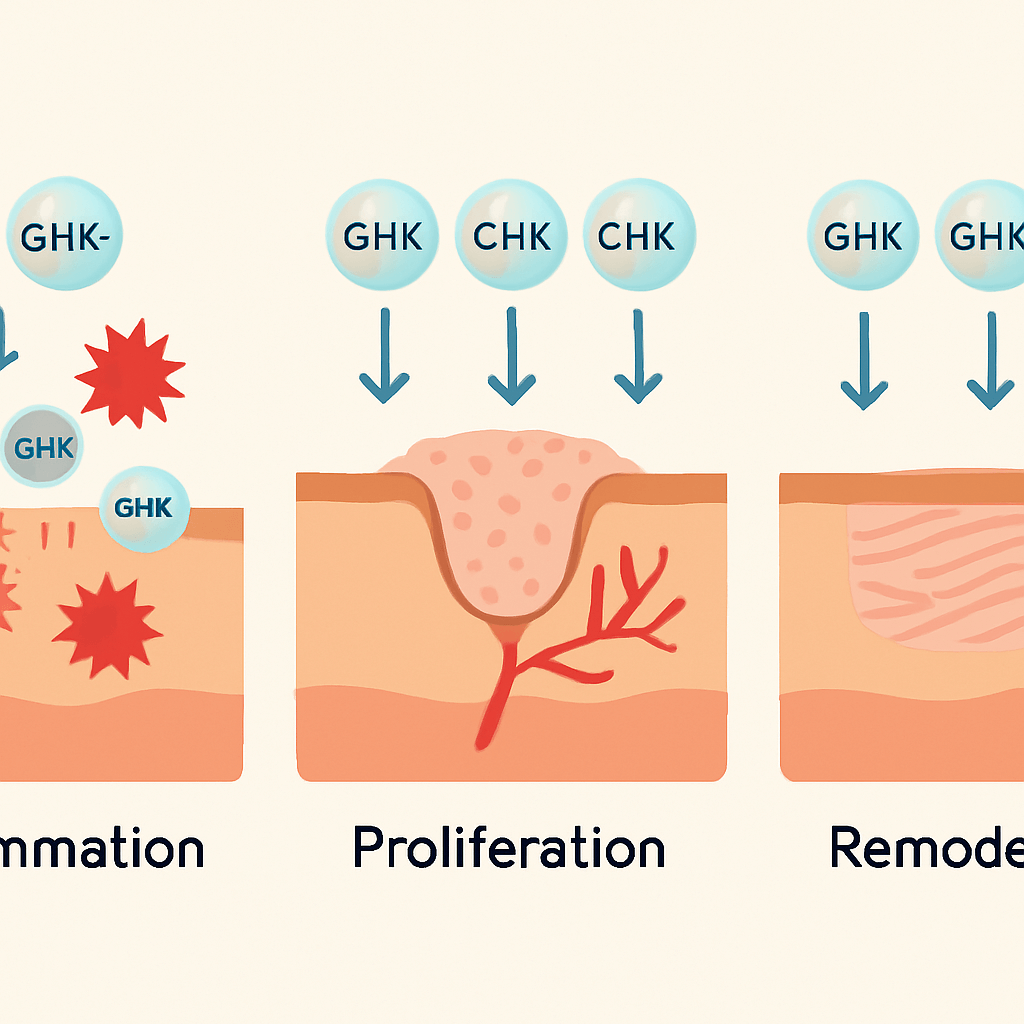 A three-panel infographic showing how GHK-Cu aids in the inflammation, proliferation, and remodeling phases of the wound healing process for better tissue repair. A three-panel infographic showing how GHK-Cu aids in the inflammation, proliferation, and remodeling phases of the wound healing process for better tissue repair.