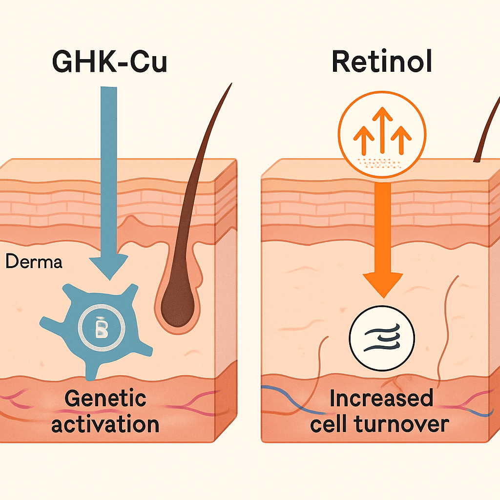 A diagram comparing GHK-Cu's deep, genetic action on dermal fibroblasts against Retinol's surface-level action on epidermal cell turnover. A diagram comparing GHK-Cu's deep, genetic action on dermal fibroblasts against Retinol's surface-level action on epidermal cell turnover.
