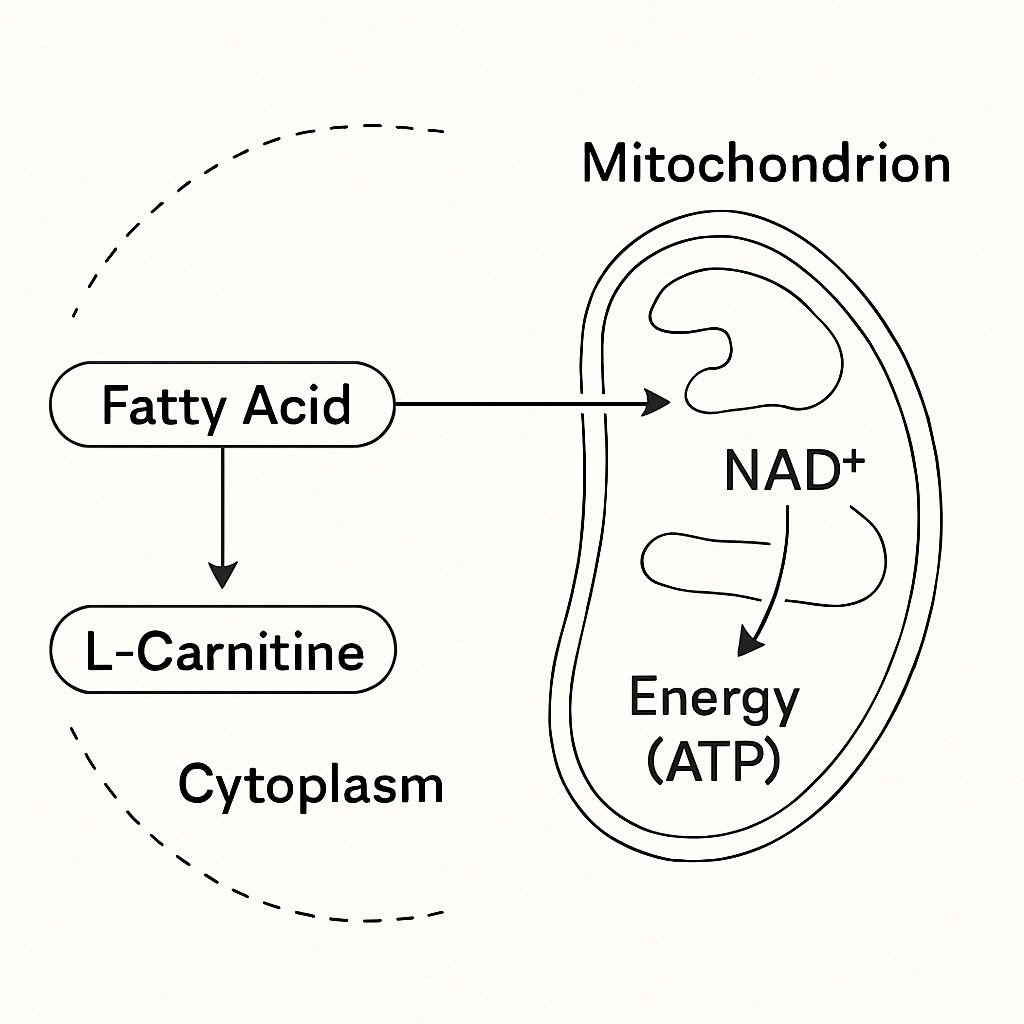 A scientific diagram showing how L-Carnitine transports fatty acids into the mitochondria and how NAD+ helps convert them into energy, a key process in fat loss. A scientific diagram showing how L-Carnitine transports fatty acids into the mitochondria and how NAD+ helps convert them into energy, a key process in fat loss.