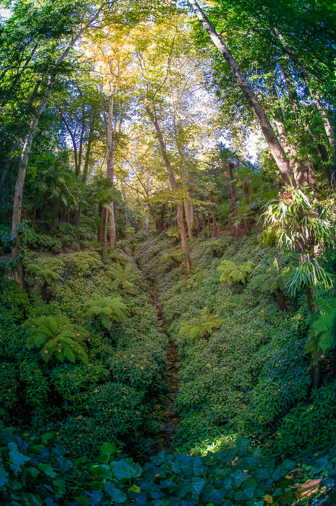 The fern valley, Villa Carlotta, Lake Como, , Italy 2011.