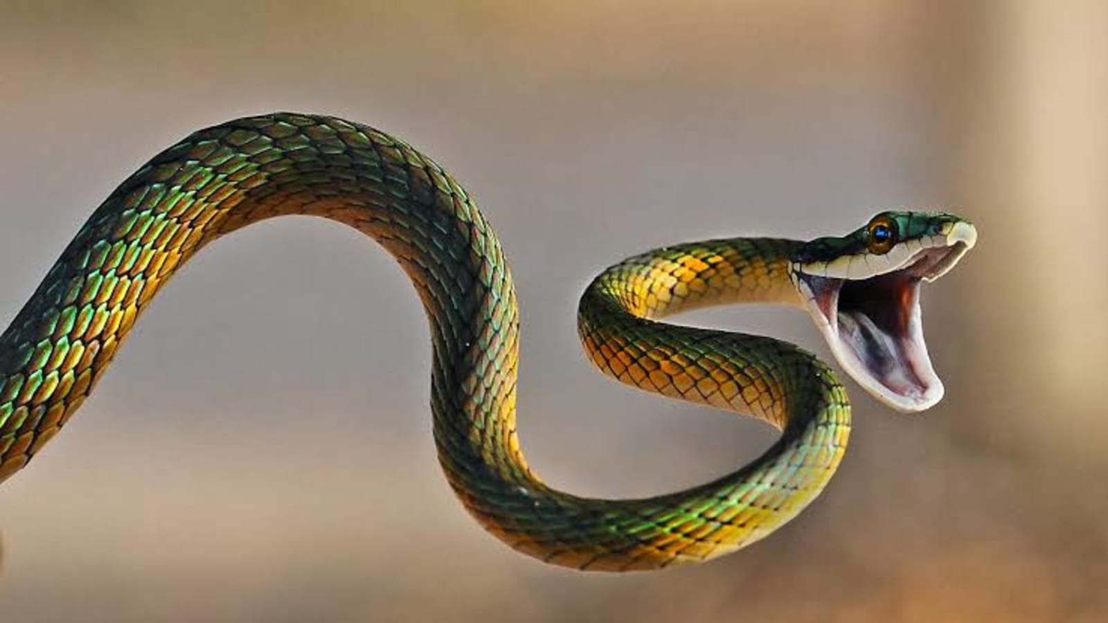 What To Do in Case of a Snake Bite: A Life-Saving Guide  