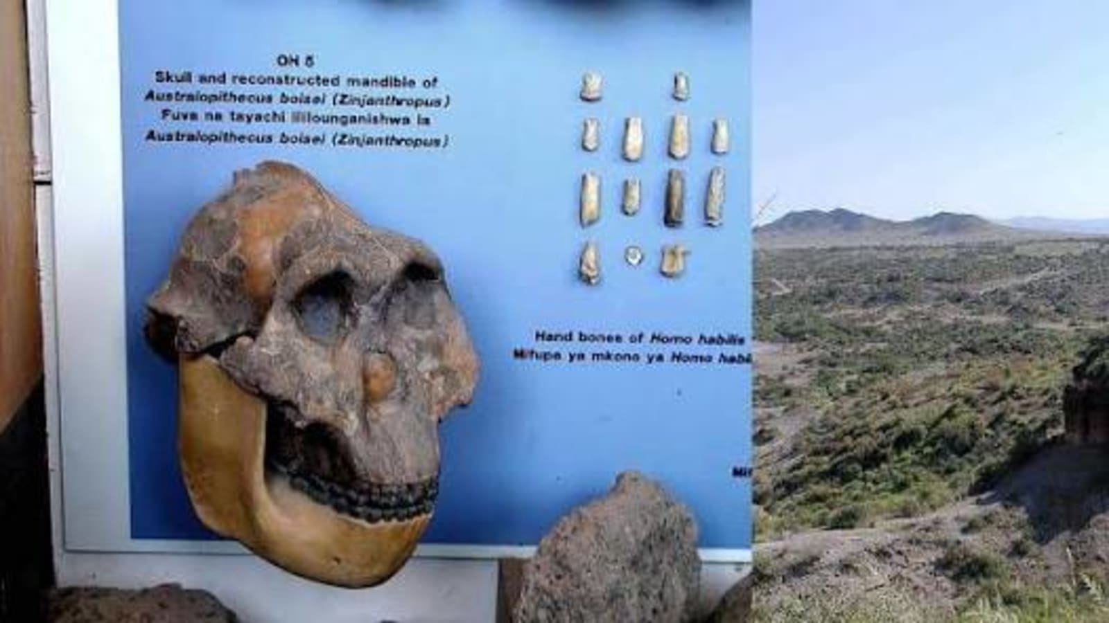 THE CRADLE OF HUMAN KIND: OLDUVAI GORGE TANZANIA 