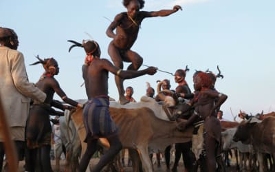 YOUNG HAMAR MEN IN ETHIOPIA JUMP OVER BULLS. WHY?