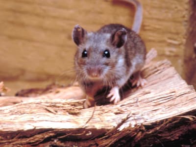 Silent Threat: Understanding Hantavirus Infection