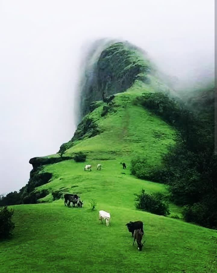 Mambila Hills: Where the Sky Learns the Language of the Land
