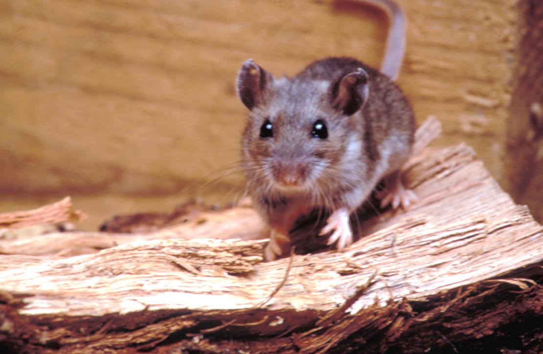 Silent Threat: Understanding Hantavirus Infection