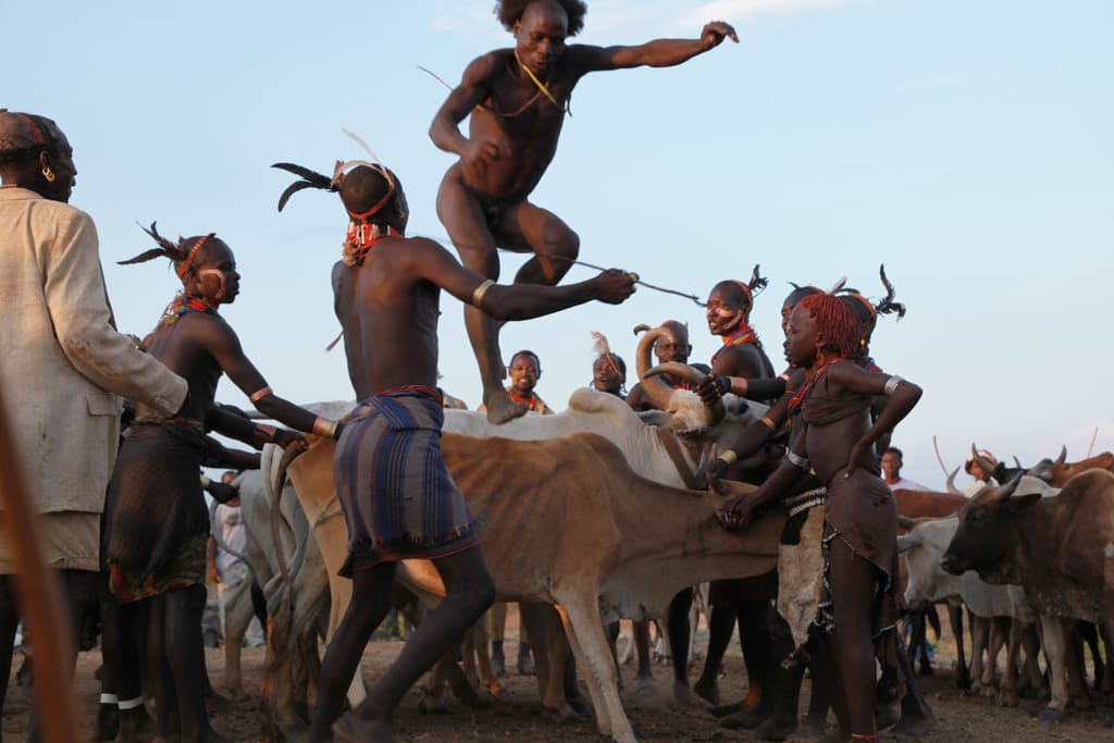 YOUNG HAMAR MEN IN ETHIOPIA JUMP OVER BULLS. WHY?