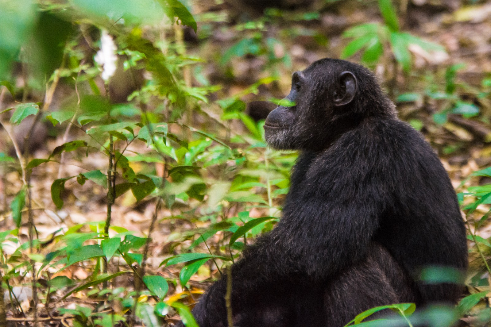 3 Days Nyungwe Forest Chimpanzee Tour