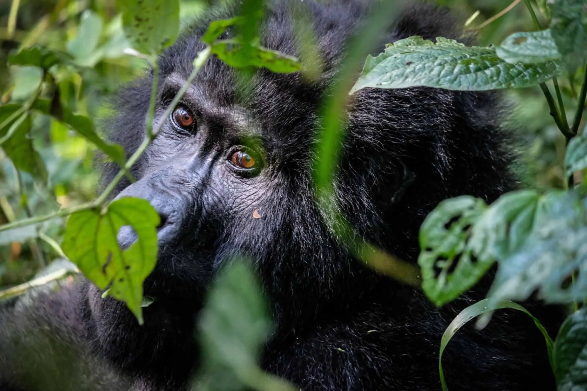 3 Days Bwindi Gorilla Trekking Safari