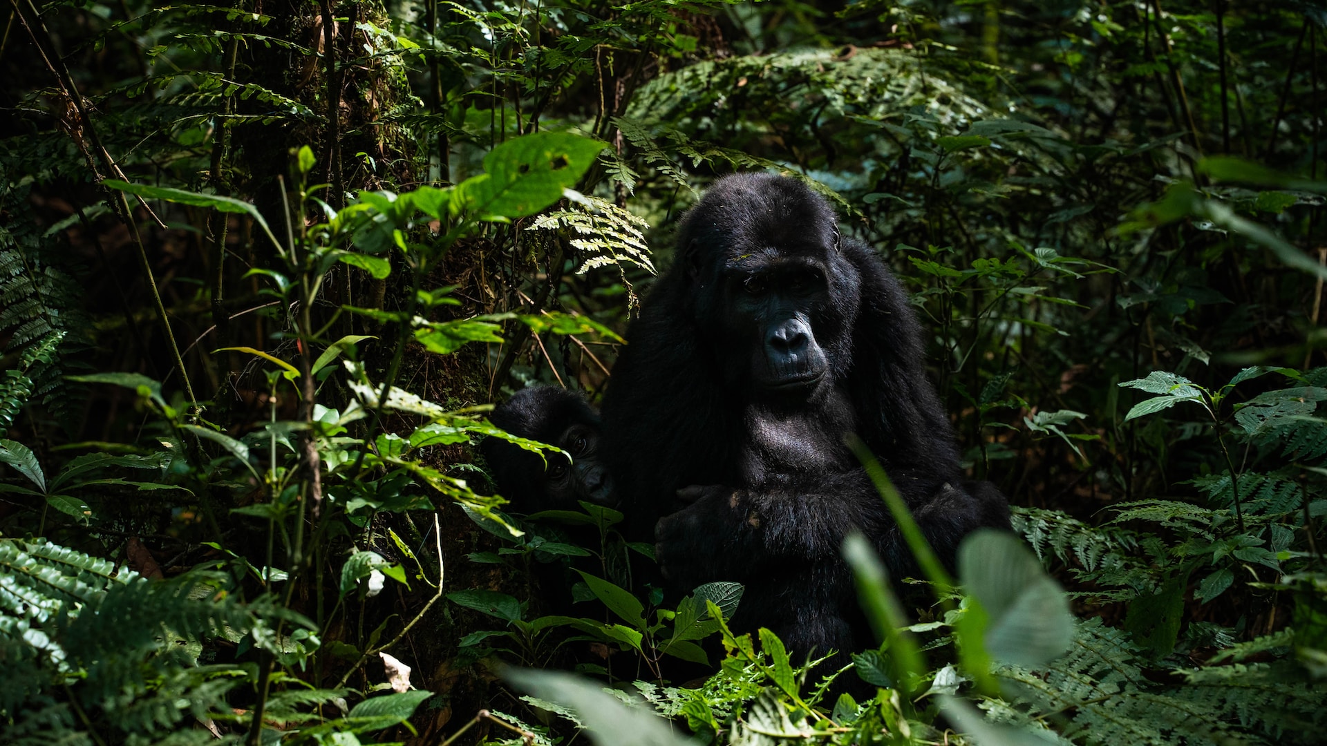 4 Days Gorilla Trekking & Night Safari