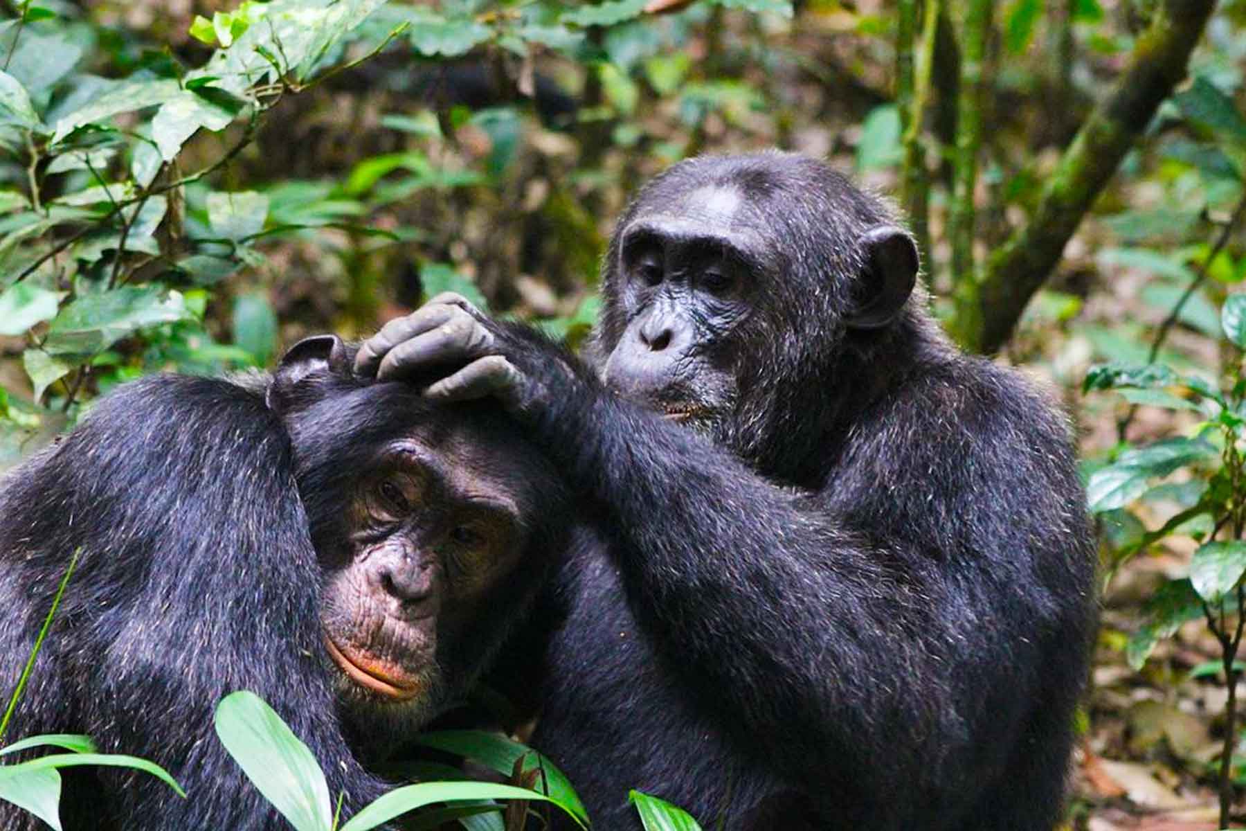 5 Days Uganda Primate Habituation Safari