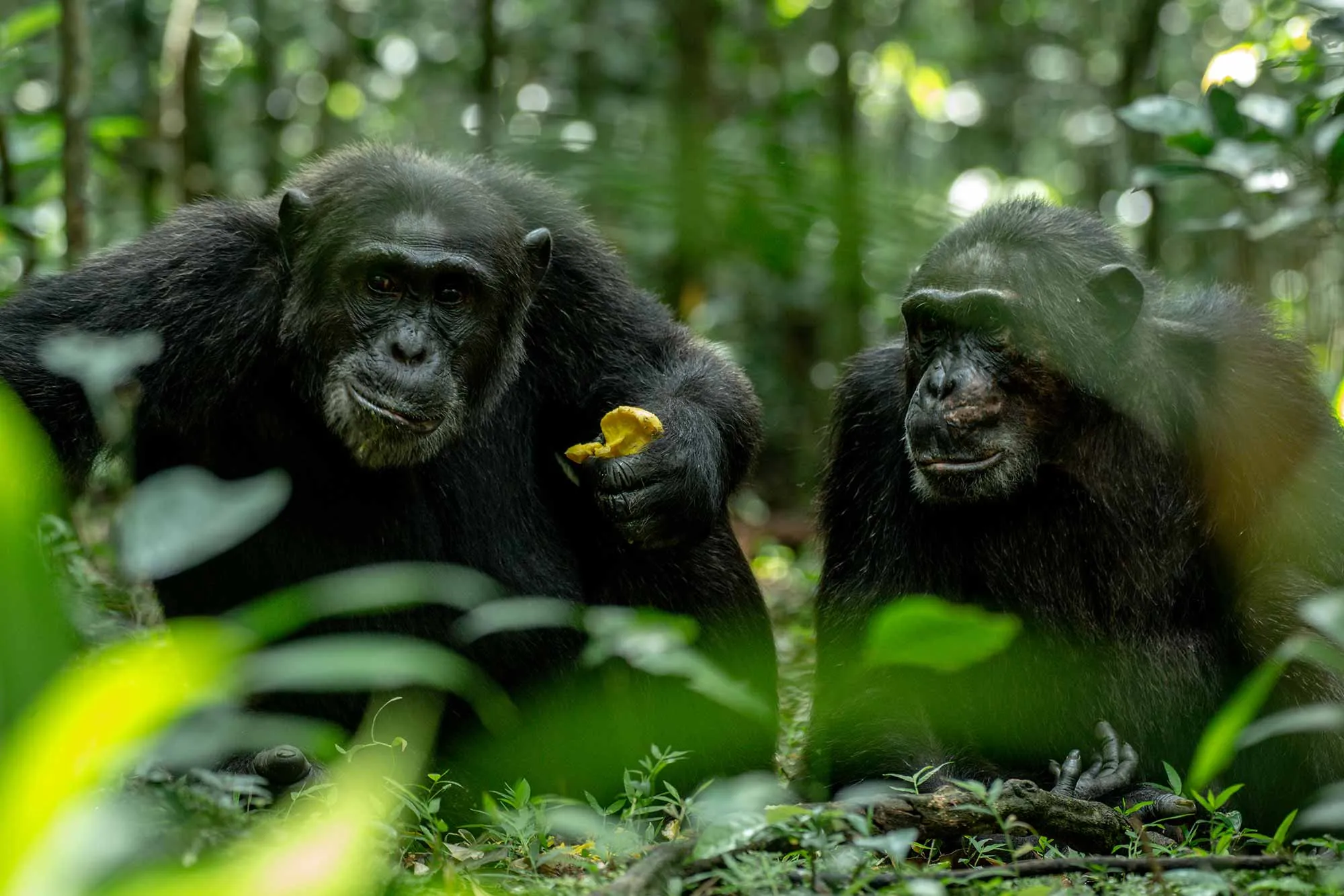 5 Days Uganda Primate Tracking Safari