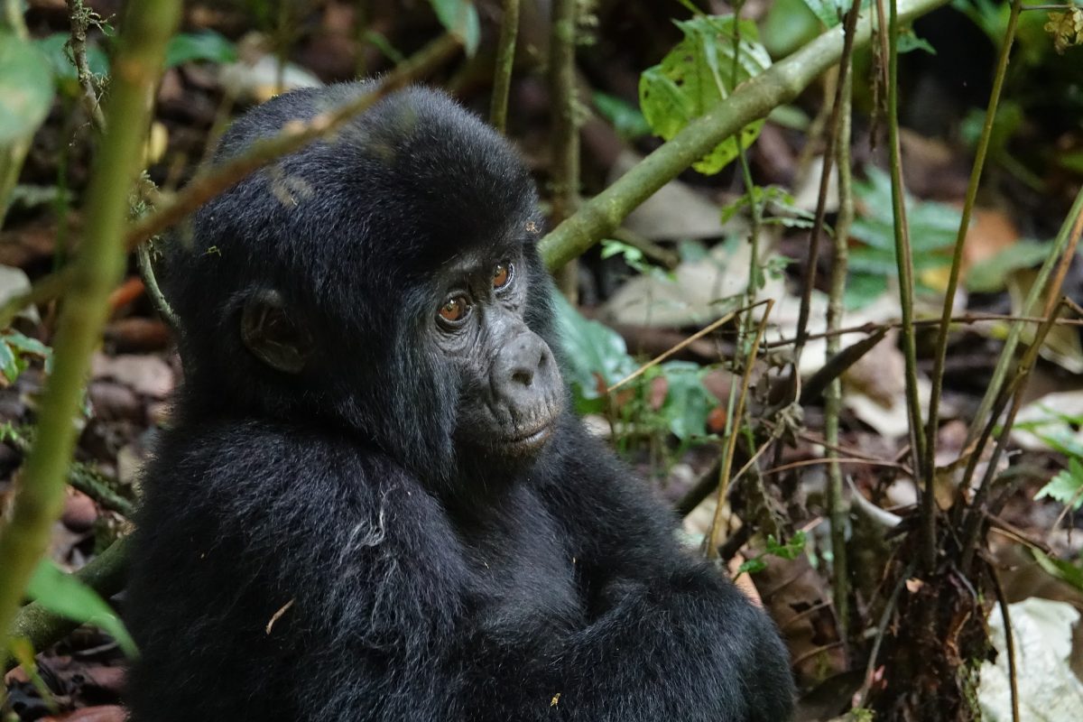 8 Days Uganda Big Five & Gorilla Trekking Safari