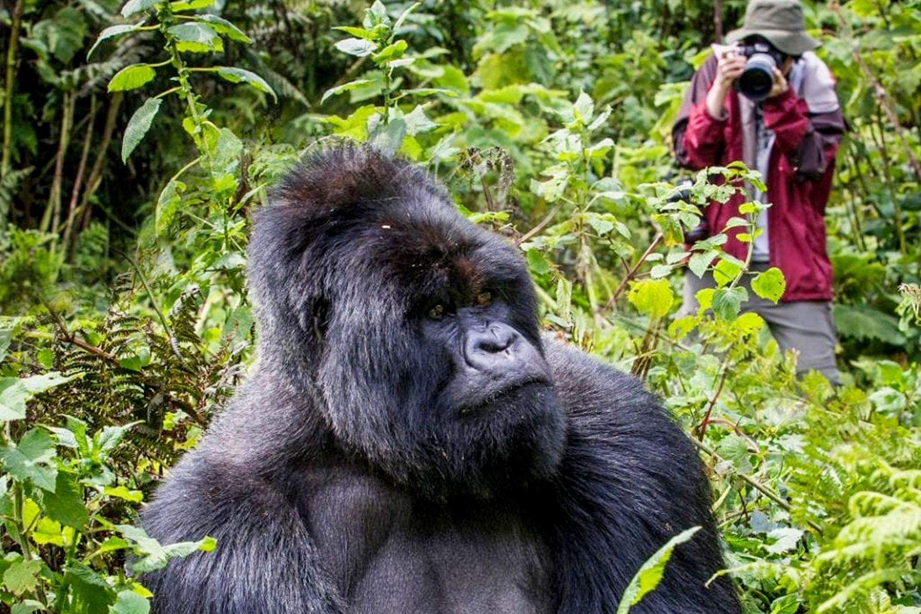 6 Days Uganda Primates Habituation Safari