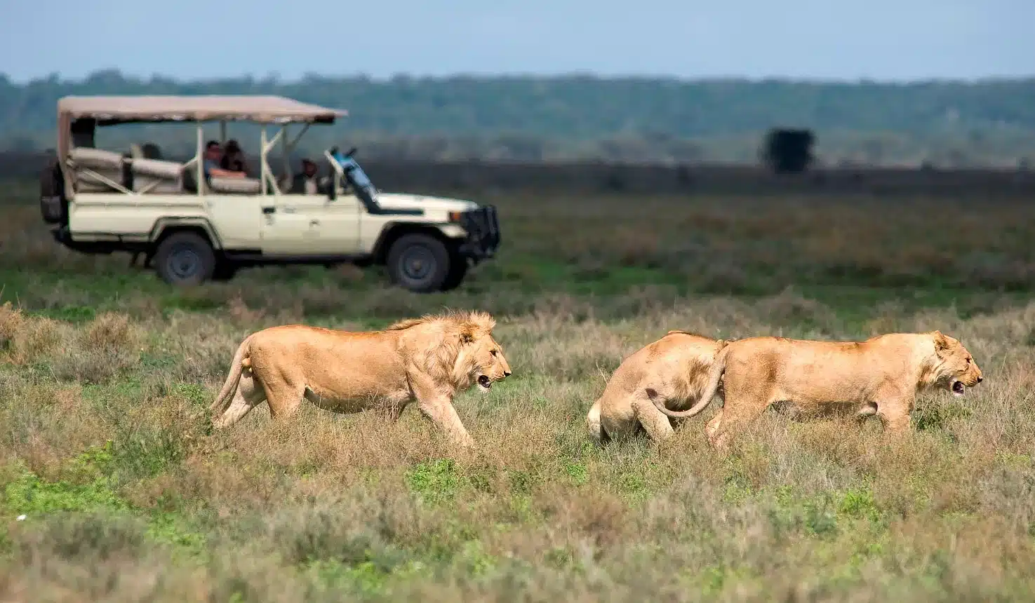 8 Days Best of Western Uganda Tour