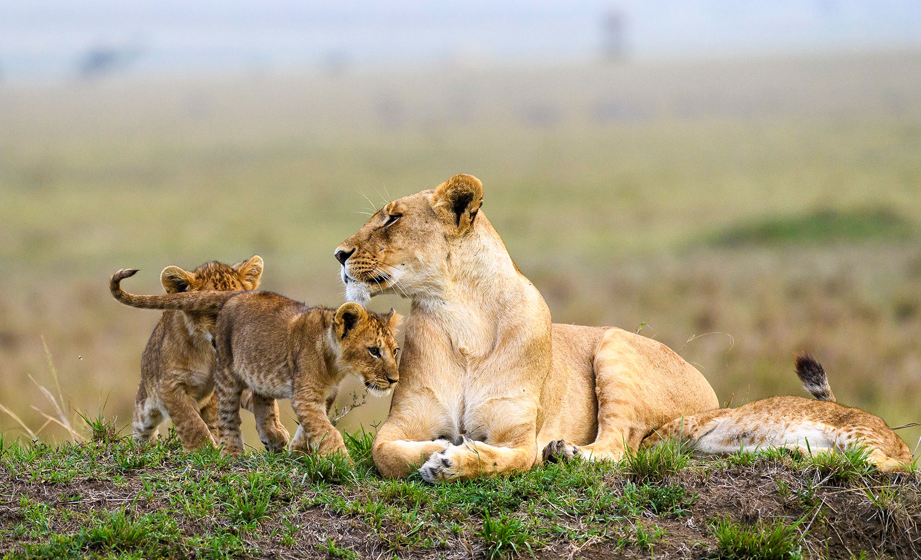 8 Days Amazing Uganda Safari Tour