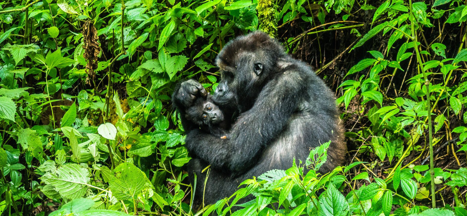 7 Days Uganda Game Drives & Gorilla Safari