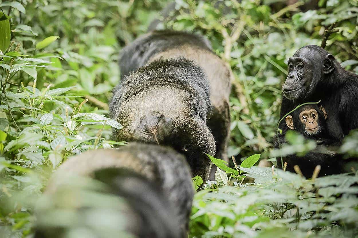 6 Days Uganda Wildlife Safari