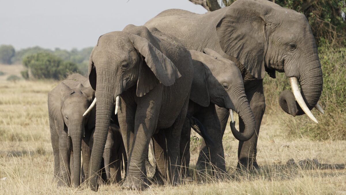 6-Day Private Kenya Big Five Safari