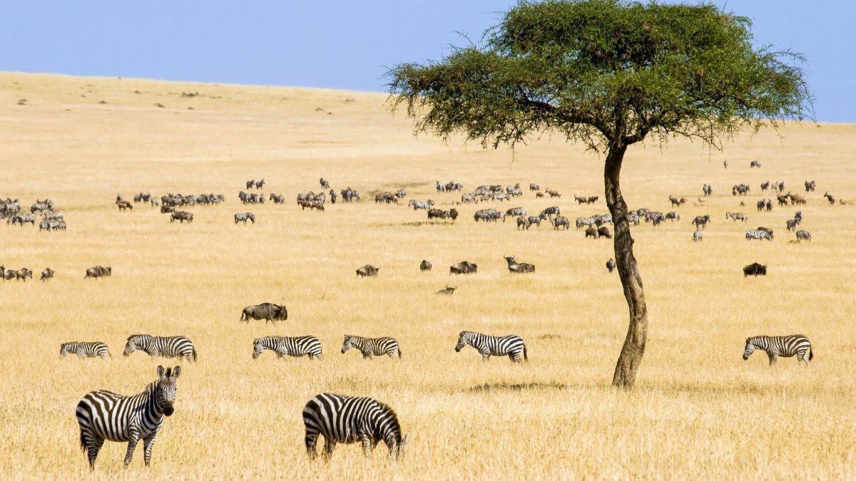 6-Day Magnificent Best of Kenya Safari