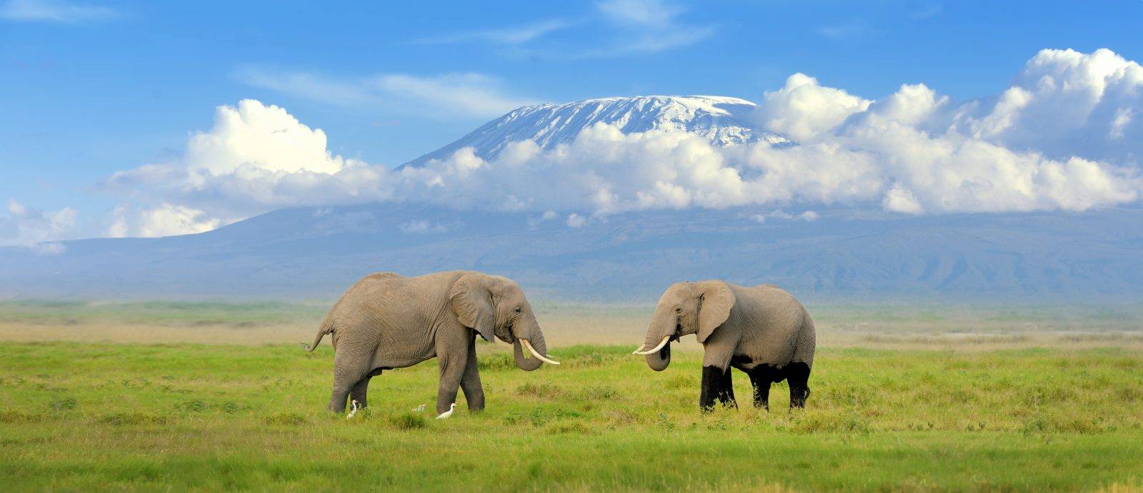 10-Day Tanzania Wildlife Safari & Zanzibar