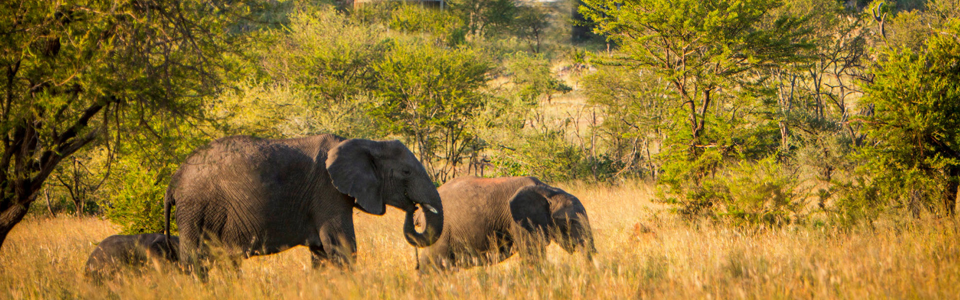 6 Days Tsavo East and West Safari