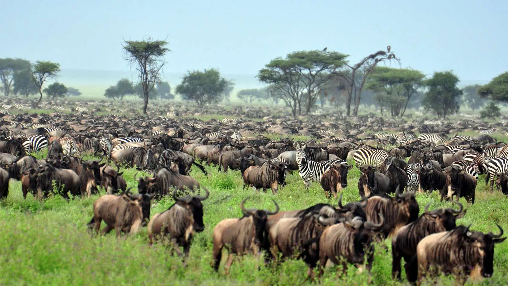 8-Day Tanzania Northern Circuit Safari