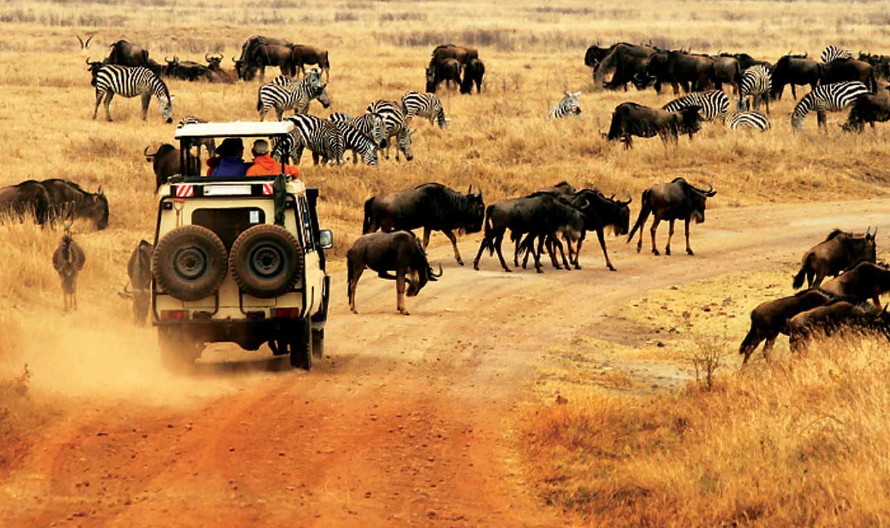 8 Day Northern Tanzania Circuit and Gorilla Tour