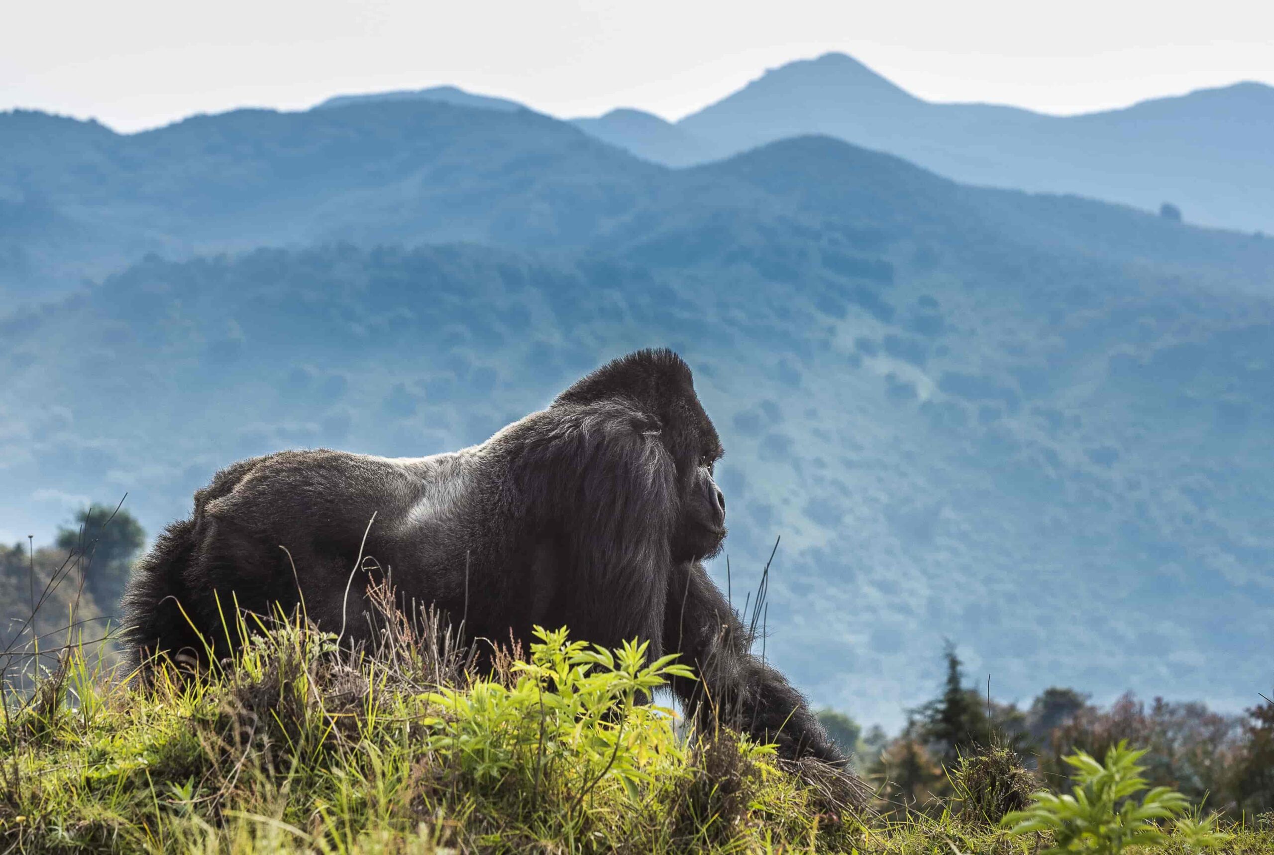 4-Day Rwanda Gorillas & Chimps Tracking Tour