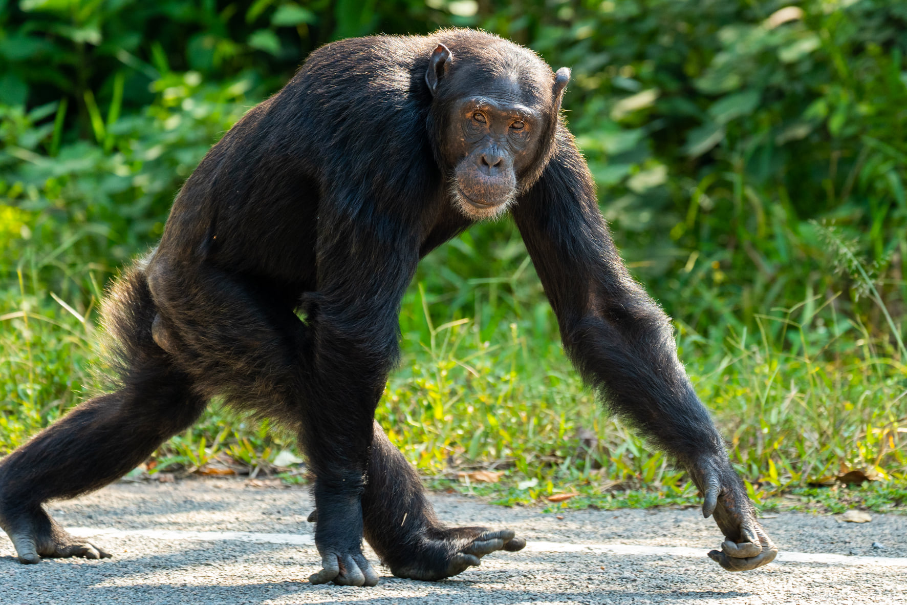 9-Day Rwanda Great Primate Expedition Safari