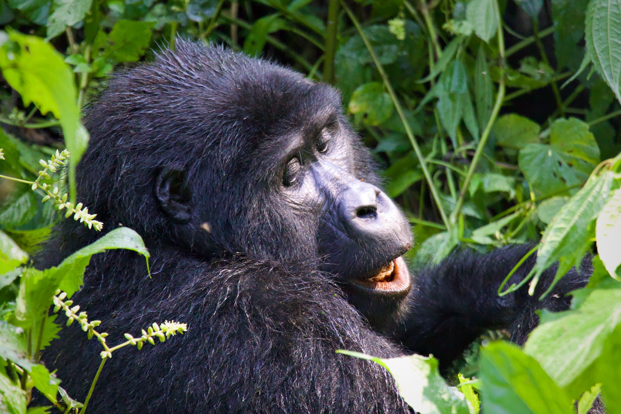 7 Days Rwanda Wildlife & Uganda Gorilla Habituation Safari