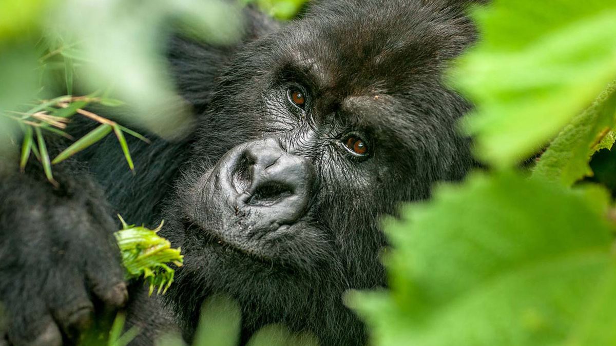 7 Days Discover Rwanda Primates in Luxury Safari