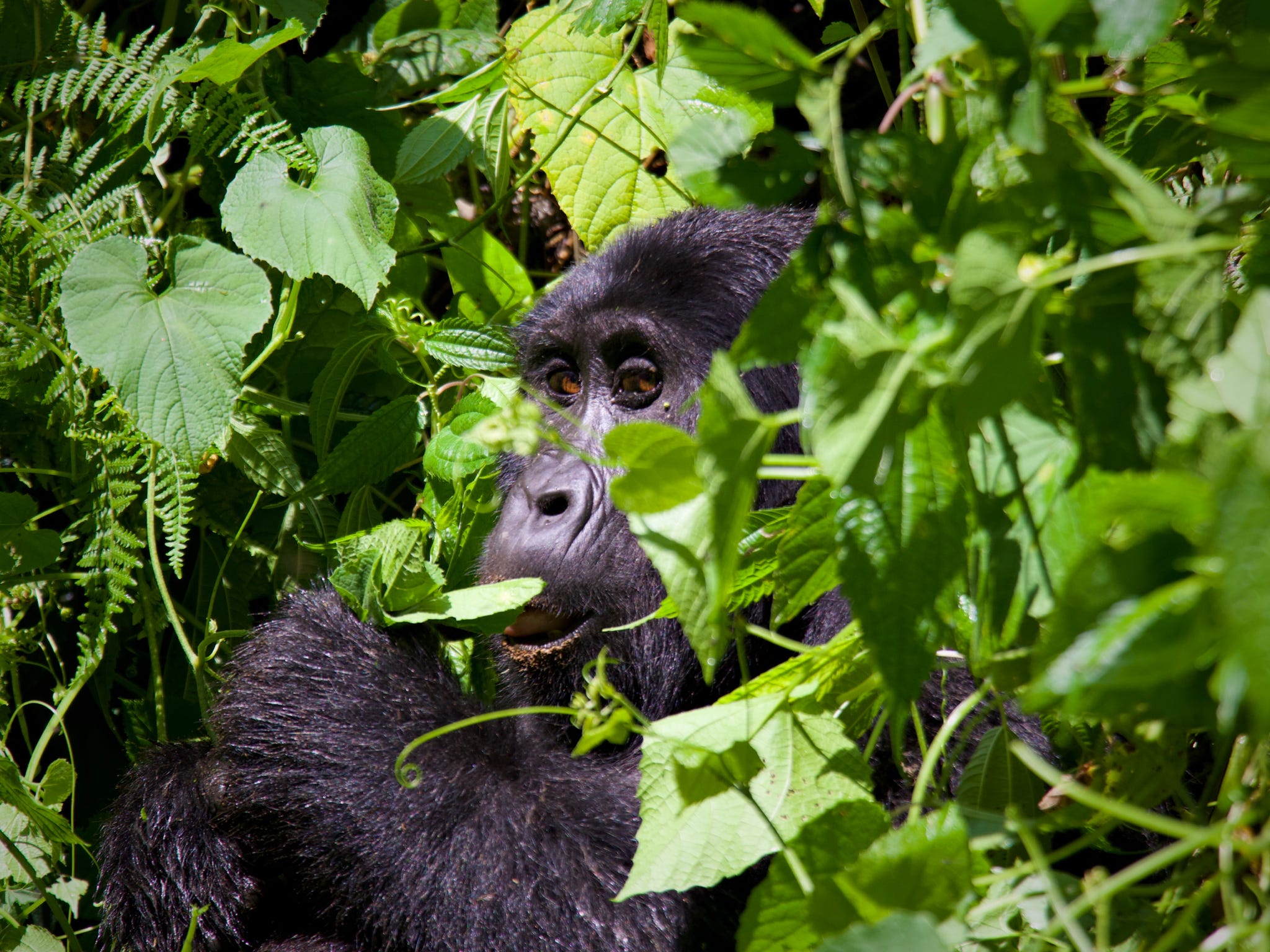 8-Day Rwanda Gorilla, Chimp, Primate & Cultural Tour