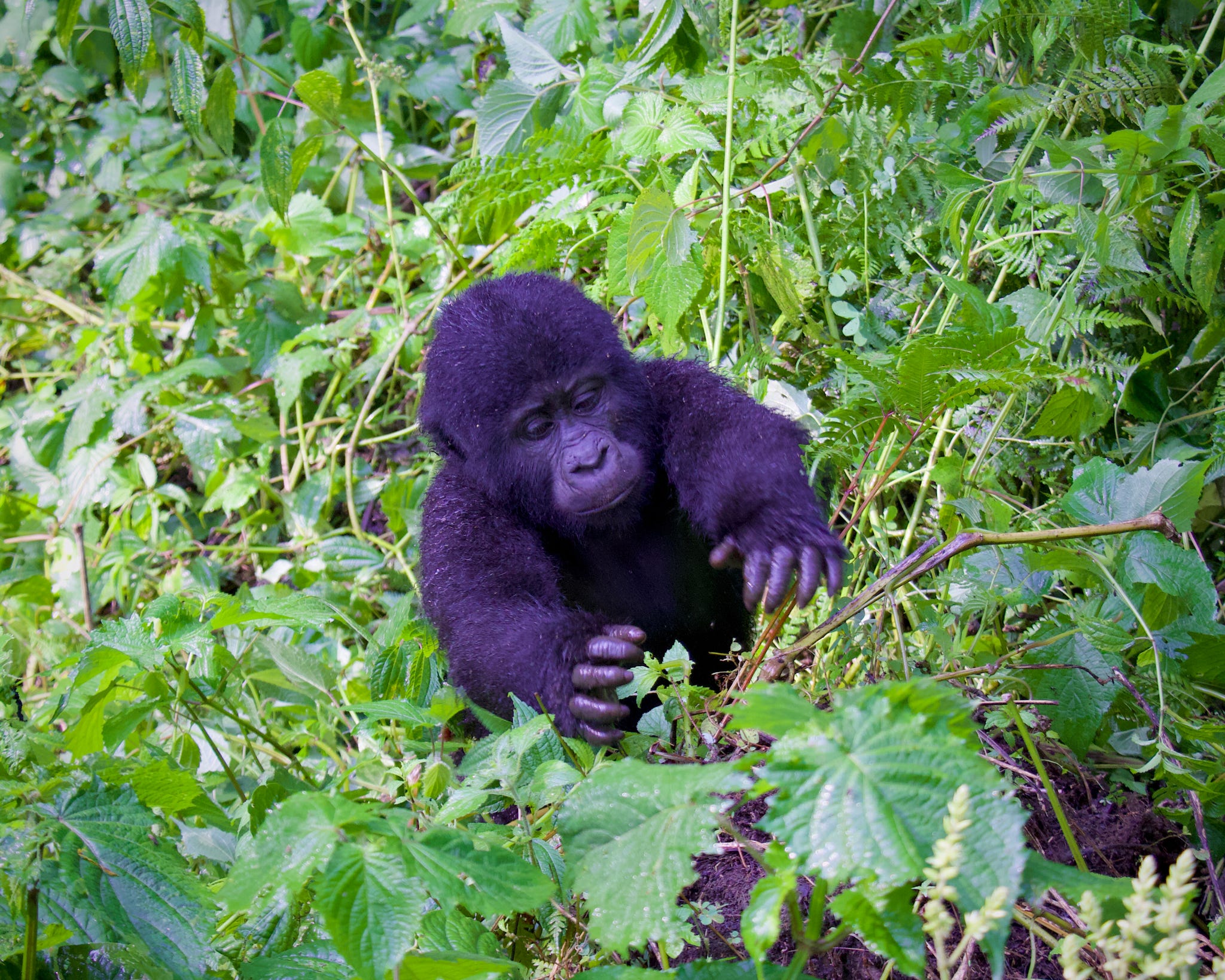 7-day Rwanda Gorilla Tour and Wildlife Safari