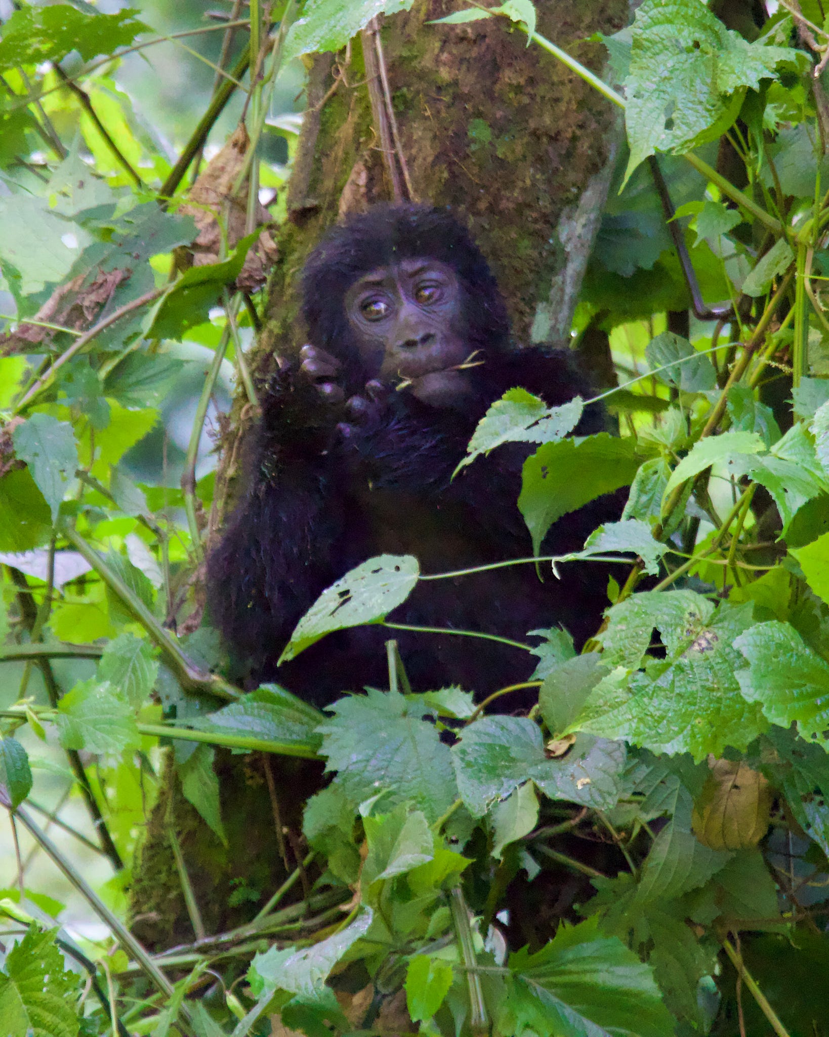 5-Day Rwanda Gorilla Trekking & Lake Kivu Tour