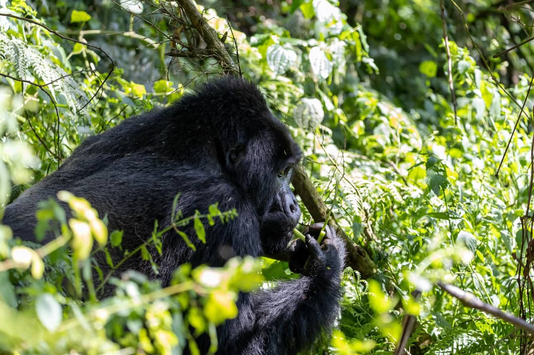 7-Day Rwanda and Uganda Safari