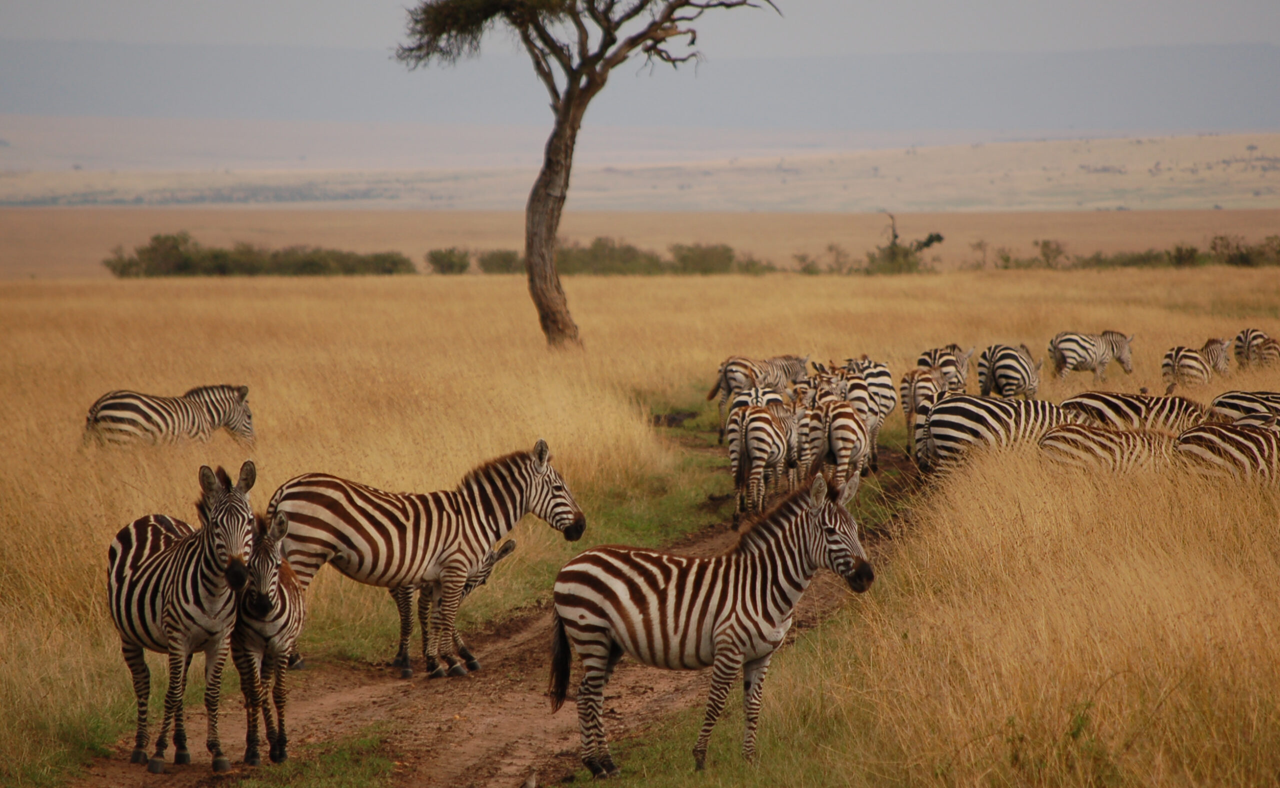 7-Day Masai Mara and Gorillas Safari