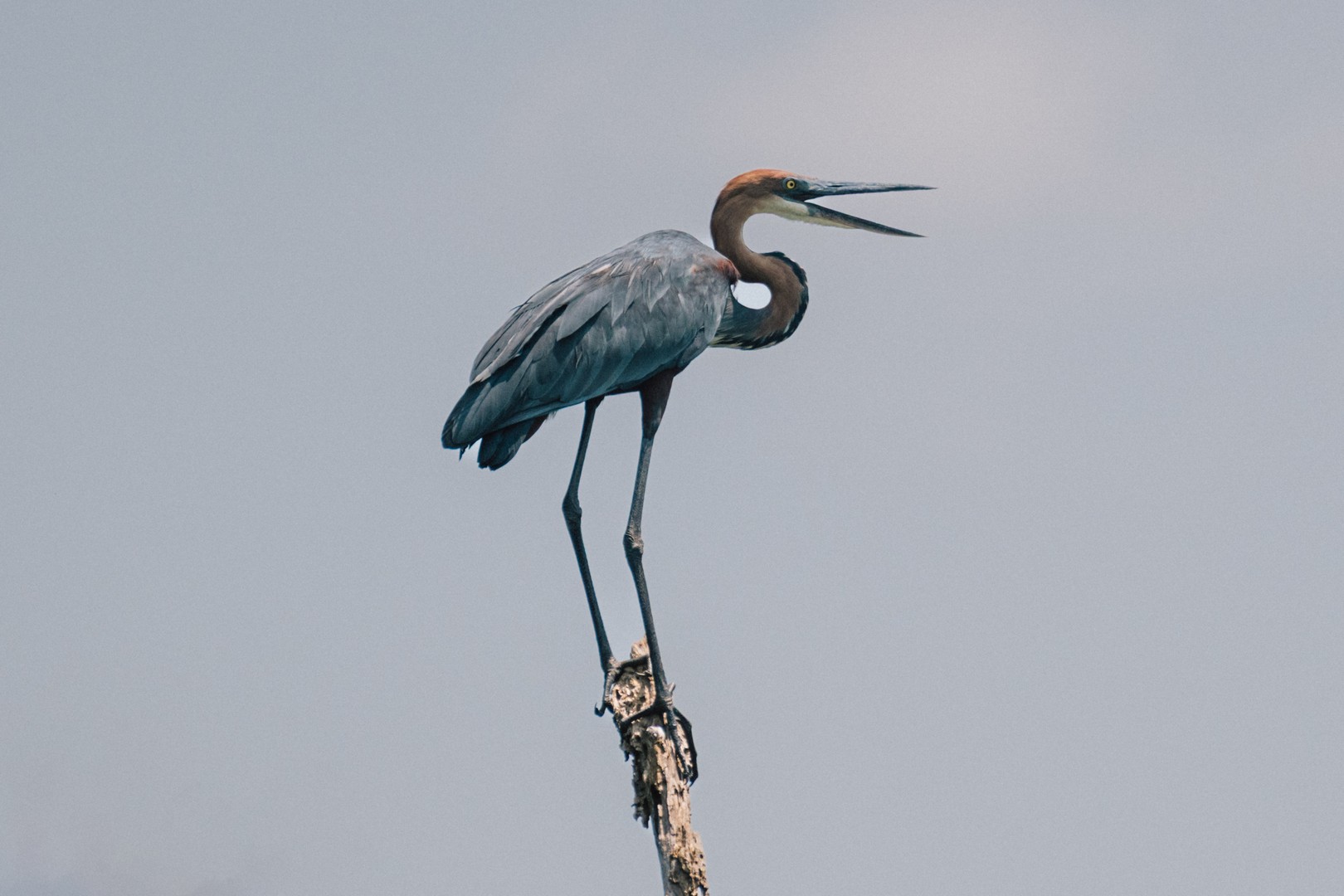 12 Day Uganda, Kenya, Tanzania & Zanzibar Safari