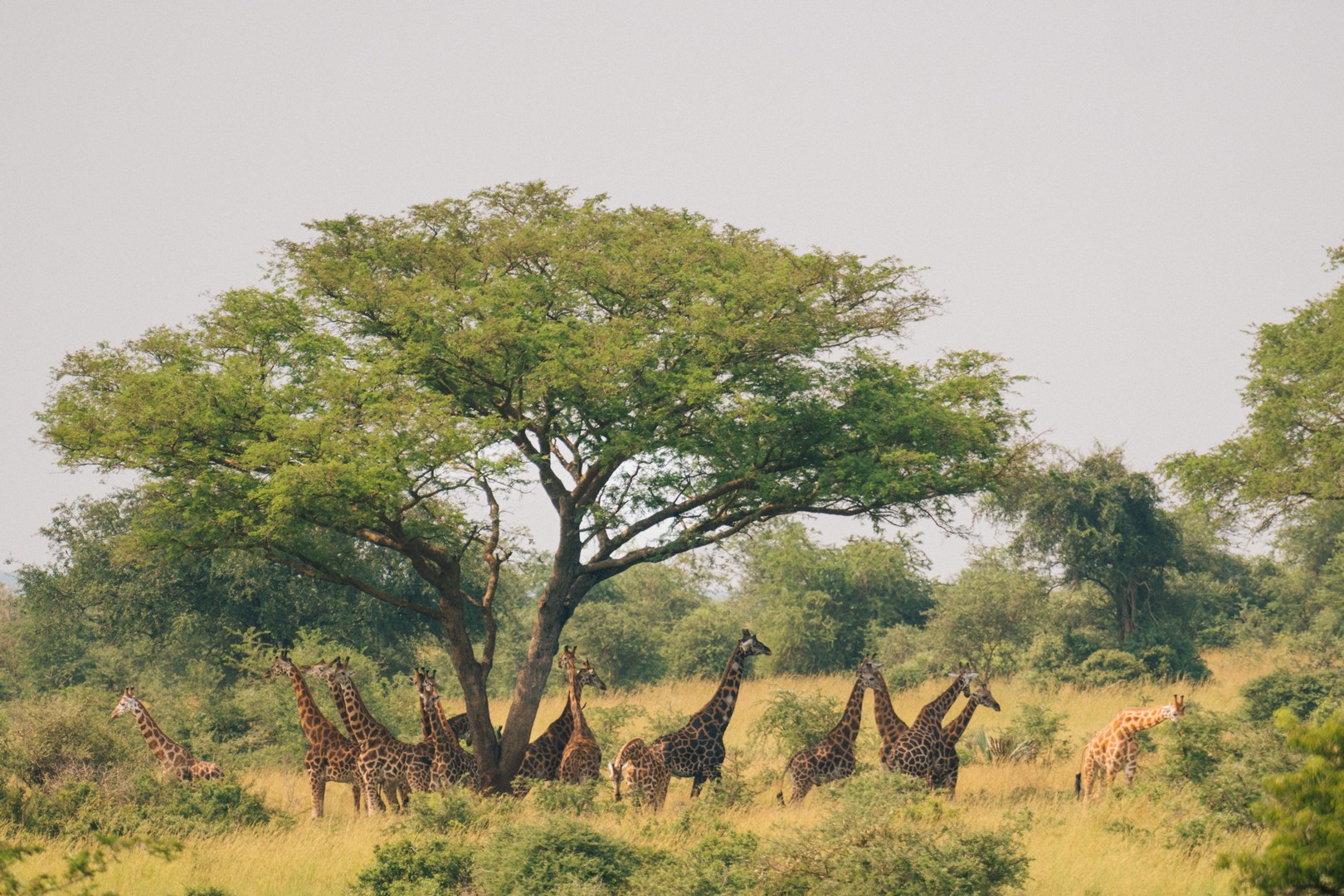 11 Day Rwanda, Uganda & Tanzania Primate Safari