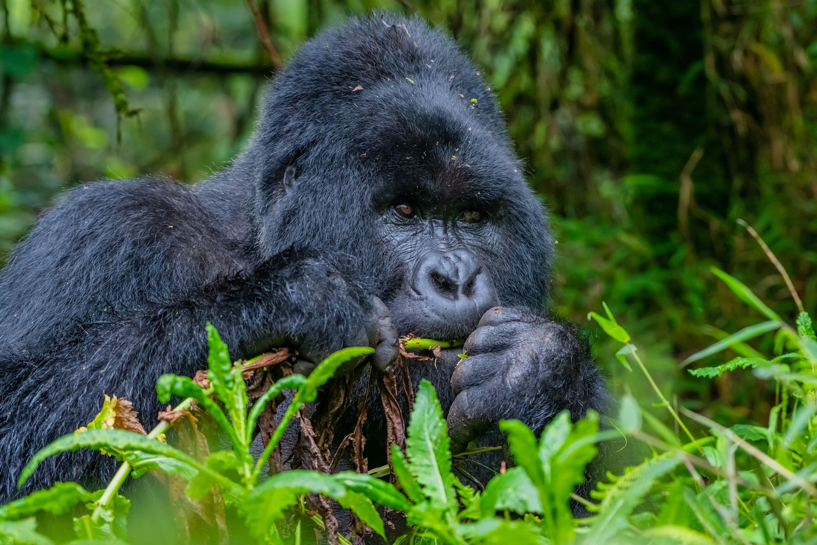 11-Day Primates of the Great Rift Valley Safari