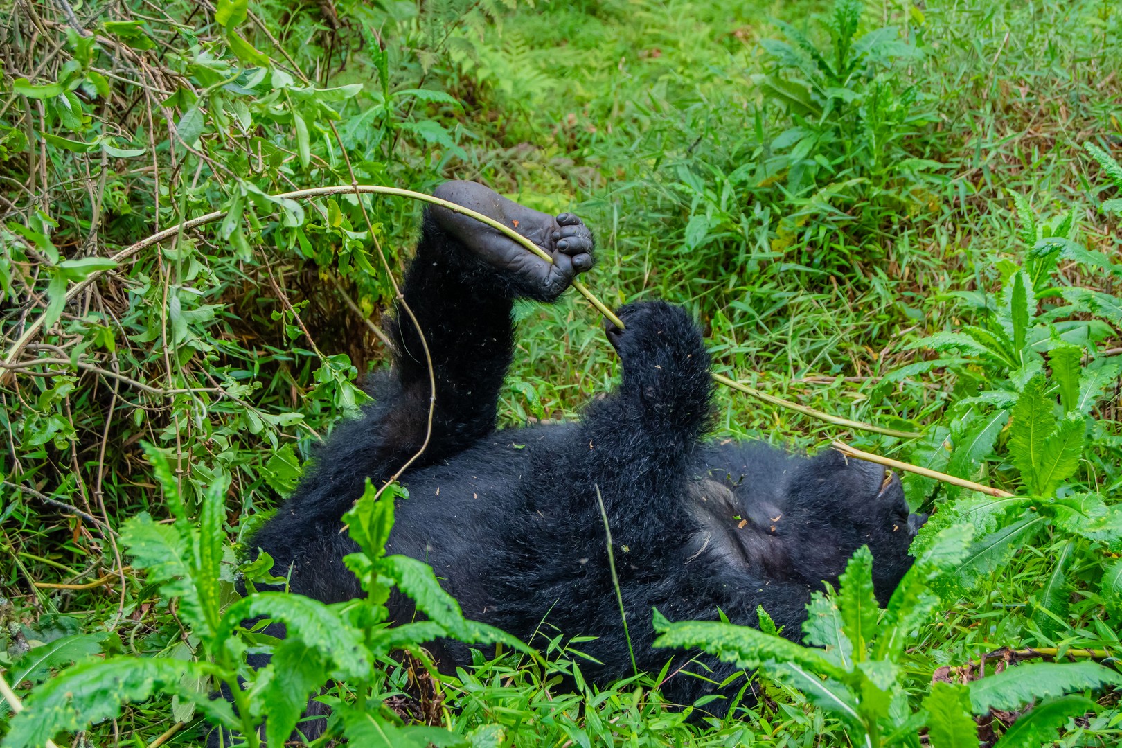 7-Day Gorillas & Chimps Luxury Safari